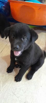 Chó Border Collie (chó chăn cừu) nhà sinh. Mua bán Chó tại Thành phố Thủ Đức Tp Hồ Chí Minh được đăng bởi Hà Nguyễn