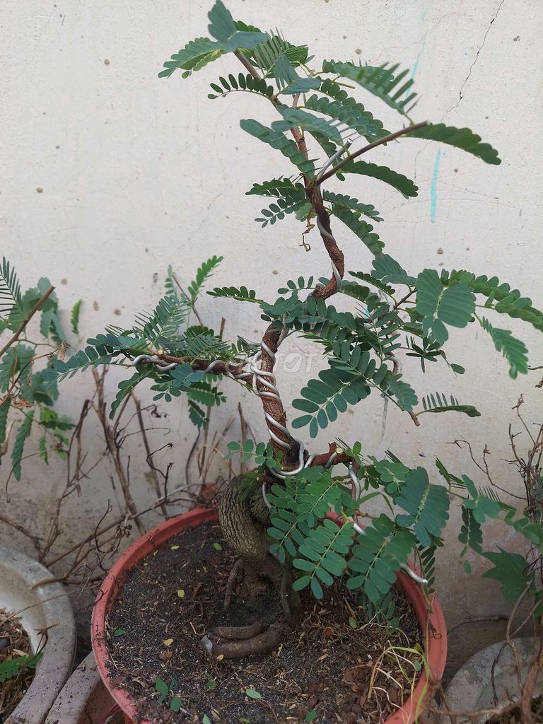 Cây cảnh Me thái tạo dáng khỏe mạnh. Mua bán Cây cảnh, đồ trang trí tại Thành phố Thuận An Bình Dương được đăng bởi Nhưt hình 1