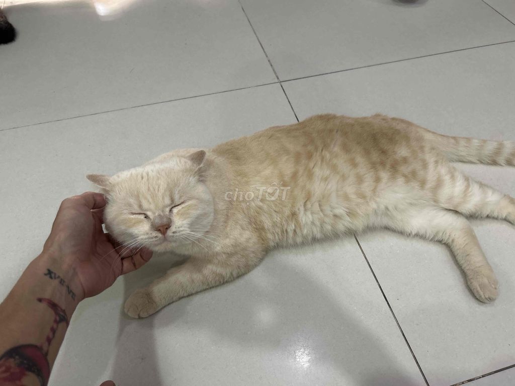 Mèo Anh lông ngắn Đực màu Kem Ngoan ngoãn. Mua bán Mèo tại Quận 7 Tp Hồ Chí Minh được đăng bởi Leo Trần hình 1