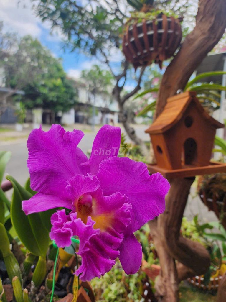 Lan Cattleya Pink Empress (Nhật Thịnh) hót đẹp rẻ. Mua bán Cây cảnh, đồ trang trí tại Huyện Chơn Thành Bình Phước được đăng bởi Lan Cattleya Độc Đẹp Hiếm  PND hình 1