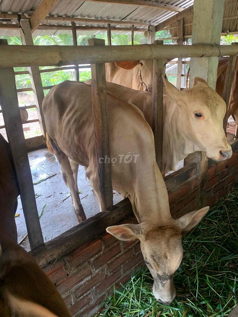 bò nuôi. Mua bán Thú cưng khác tại Huyện Trà Ôn Vĩnh Long được đăng bởi Trường hình 1