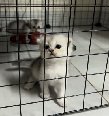 Mèo Anh lông dài + lông ngắn, lai golden, tai cụp.. Mua bán Mèo tại Thành phố Thủ Đức Tp Hồ Chí Minh được đăng bởi Hà Tuấn Đạt hình 1