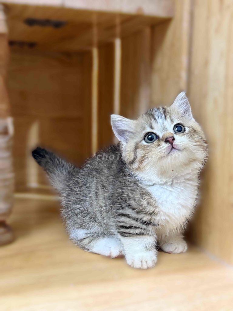 Mèo chân ngắn màu tabby. Mua bán Mèo tại Quận 8 Tp Hồ Chí Minh được đăng bởi ti pet town hình 2