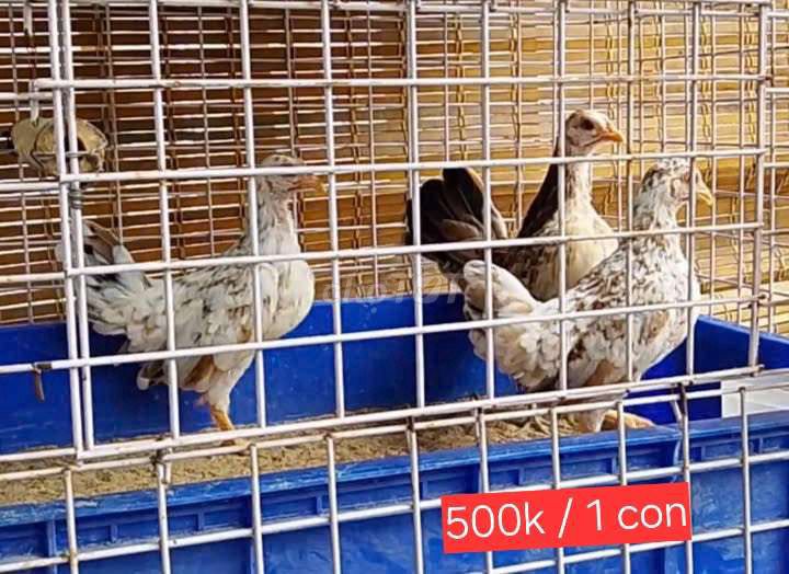 Gà tre bắc con Trắng đốm. Mua bán Gà tại Quận Bình Tân Tp Hồ Chí Minh được đăng bởi Trần Phương  hình 1