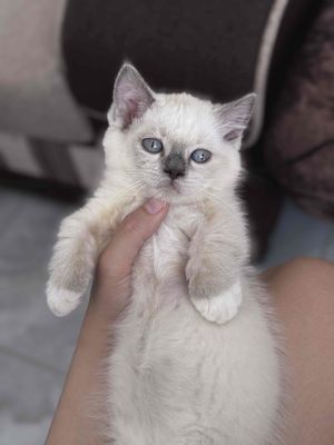 Mèo ALN x Ragdoll chân ngắn cái 2.5 tháng