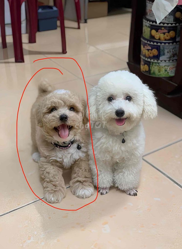 Chó Poodle trà sữa yếm trắng. Mua bán Chó tại Thành phố Thủ Dầu Một Bình Dương được đăng bởi Nguyễn Trang hình 1
