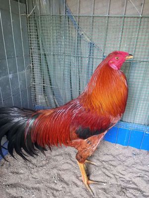 Vàng 3ky2. Mua bán Gà tại Huyện Phong Điền Cần Thơ được đăng bởi hùng kê cung cấp gà đá