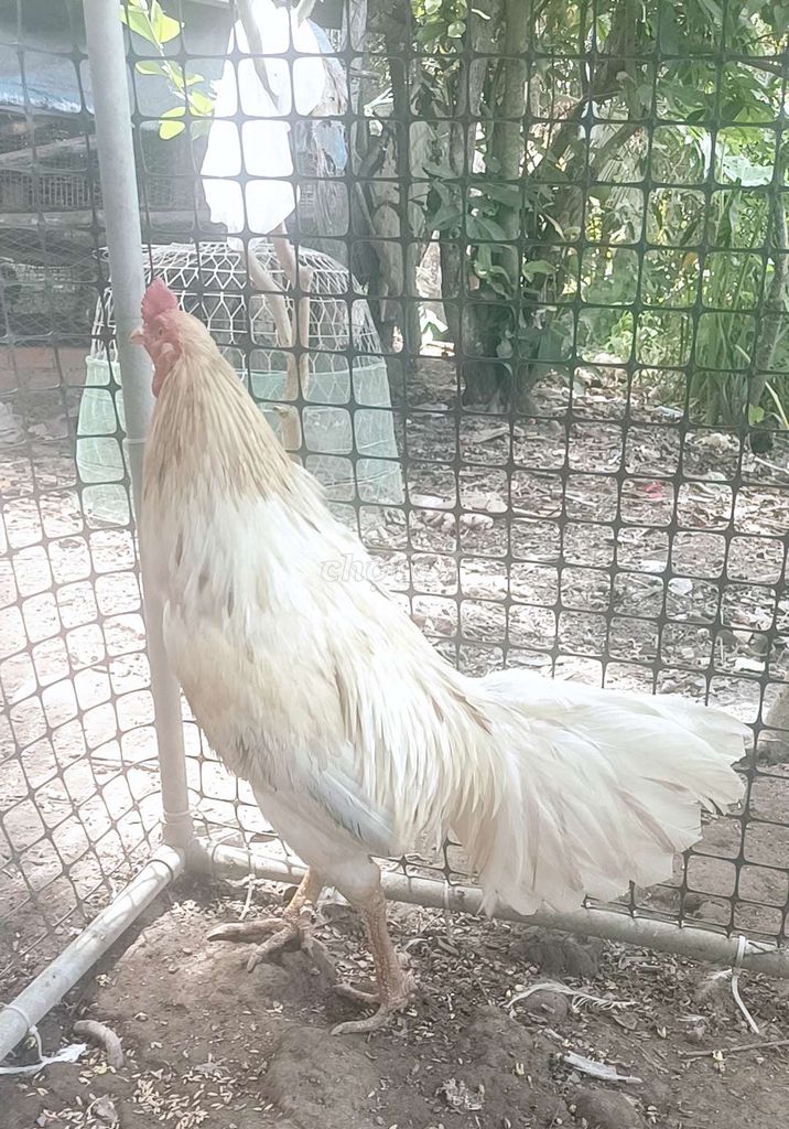 3,4kg lớp 8 thai lông . Mua bán Gà tại Quận Bình Thuỷ Cần Thơ được đăng bởi nguyen van hien hình 1