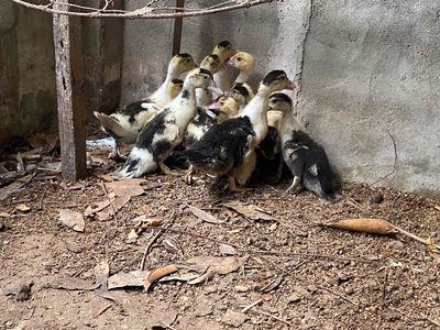 Bán vịt xiêm giống. Mua bán Đồ chuyên dụng, Giống nuôi trồng tại Huyện Ninh Phước Ninh Thuận được đăng bởi Dương ngữ