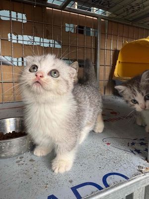Mèo Chân ngắn tai cụp cái 2 tháng