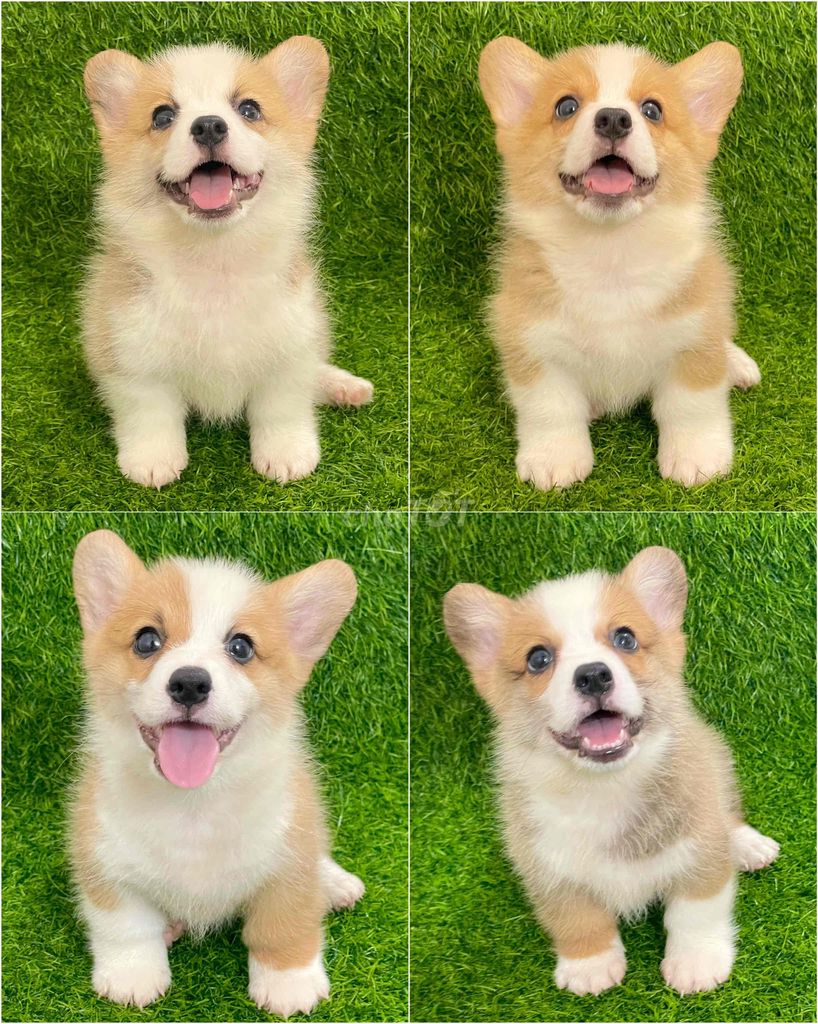 Chó Corgi Vàng trắng. Mua bán Chó tại Huyện Thanh Trì Hà Nội được đăng bởi Nguyễn Longg hình 1