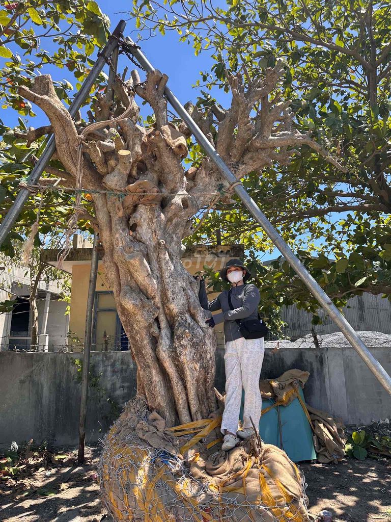 Cây cảnh Bonsai gỗ. Mua bán Cây cảnh, đồ trang trí tại Thành phố Tuy Hòa Phú Yên được đăng bởi Phan tấn đạt  hình 1
