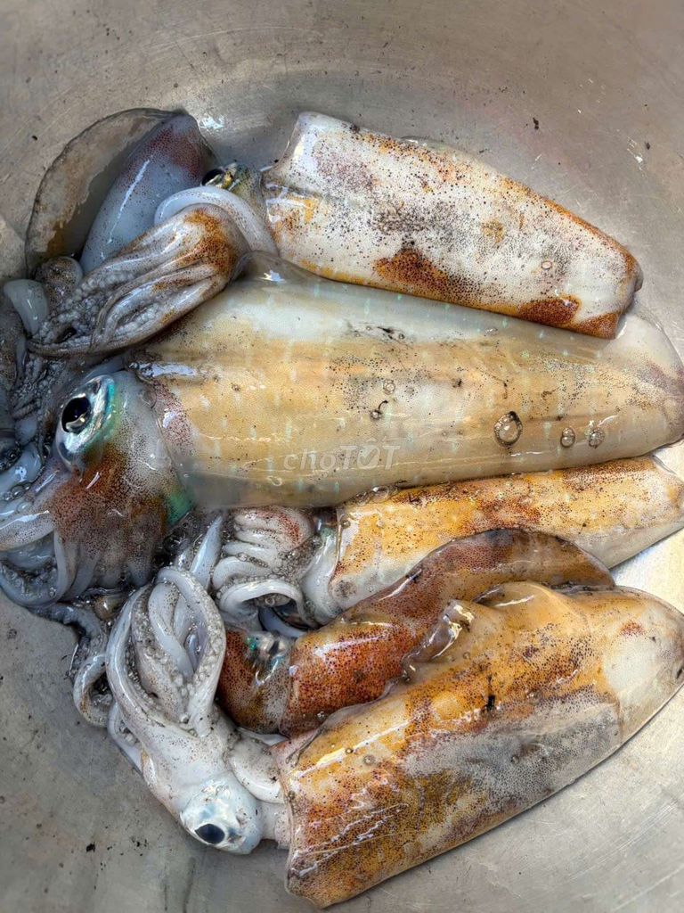 Mực tươi sống size nhỏ 1kg. Mua bán Đồ ăn, thực phẩm và các loại khác tại Quận 10 Tp Hồ Chí Minh được đăng bởi Hải Sản Mai An hình 1