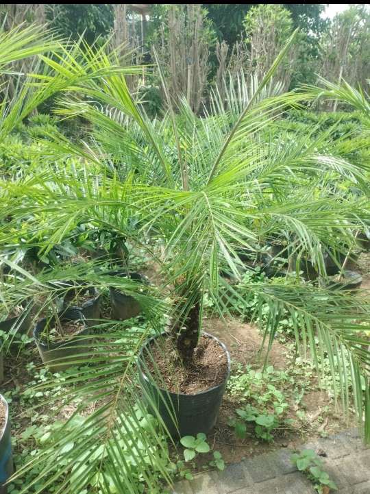 Cau 💚Nga Mi 💚siêu đẹp💚. Mua bán Cây cảnh, đồ trang trí tại Quận Gò Vấp Tp Hồ Chí Minh được đăng bởi Tô Kem  hình 1