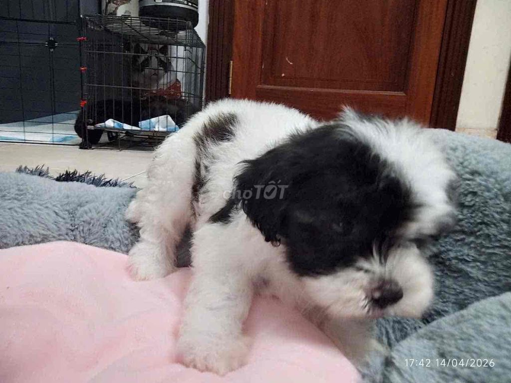 Chó Poodle lai Phốc Đen trắng. Mua bán Chó tại Quận Tây Hồ Hà Nội được đăng bởi ngọc anh hình 1