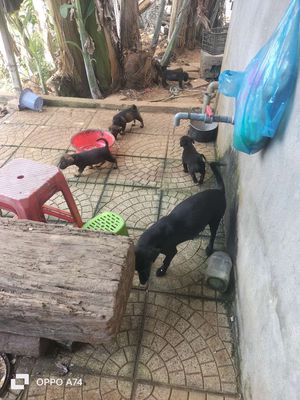 Chó lạp xưởng