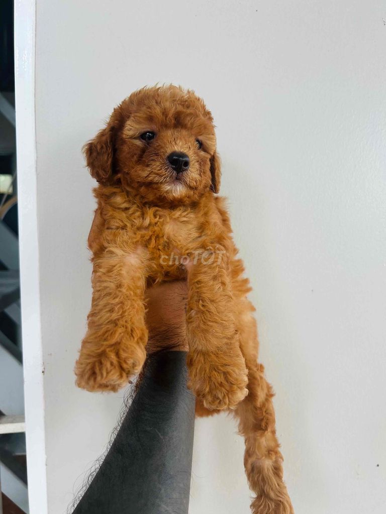 còn 1 e poodle đực hơn 2 tháng tuổi