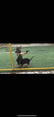 Chó Becgie cái 2.5 tháng đã tiêm