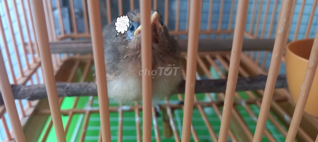 Chim Hmi non chưa biết trống mái . Mua bán Chim tại Quận 11 Tp Hồ Chí Minh được đăng bởi Thái hình 1