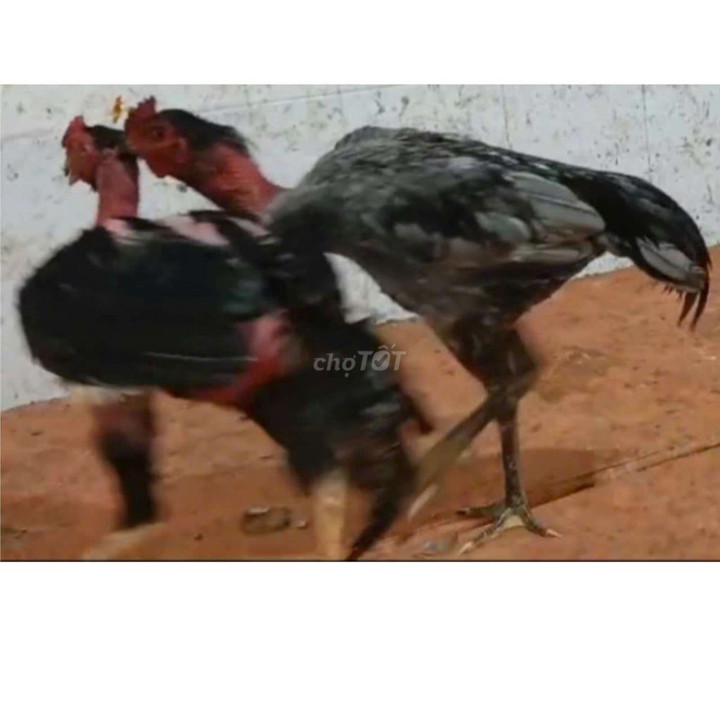 xám ăn 3 cái .có video trong zalo. Mua bán Gà tại Huyện Long Thành Đồng Nai được đăng bởi độ hình 1