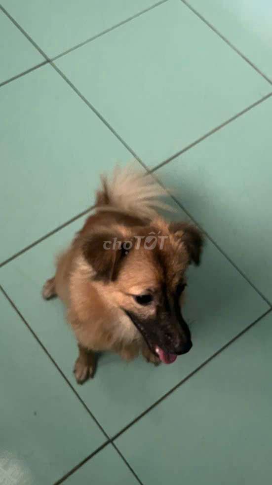 Chó Poodle nâu 6 tháng tuổi. Mua bán Chó tại Quận Sơn Trà Đà Nẵng được đăng bởi Thai dn hình 1