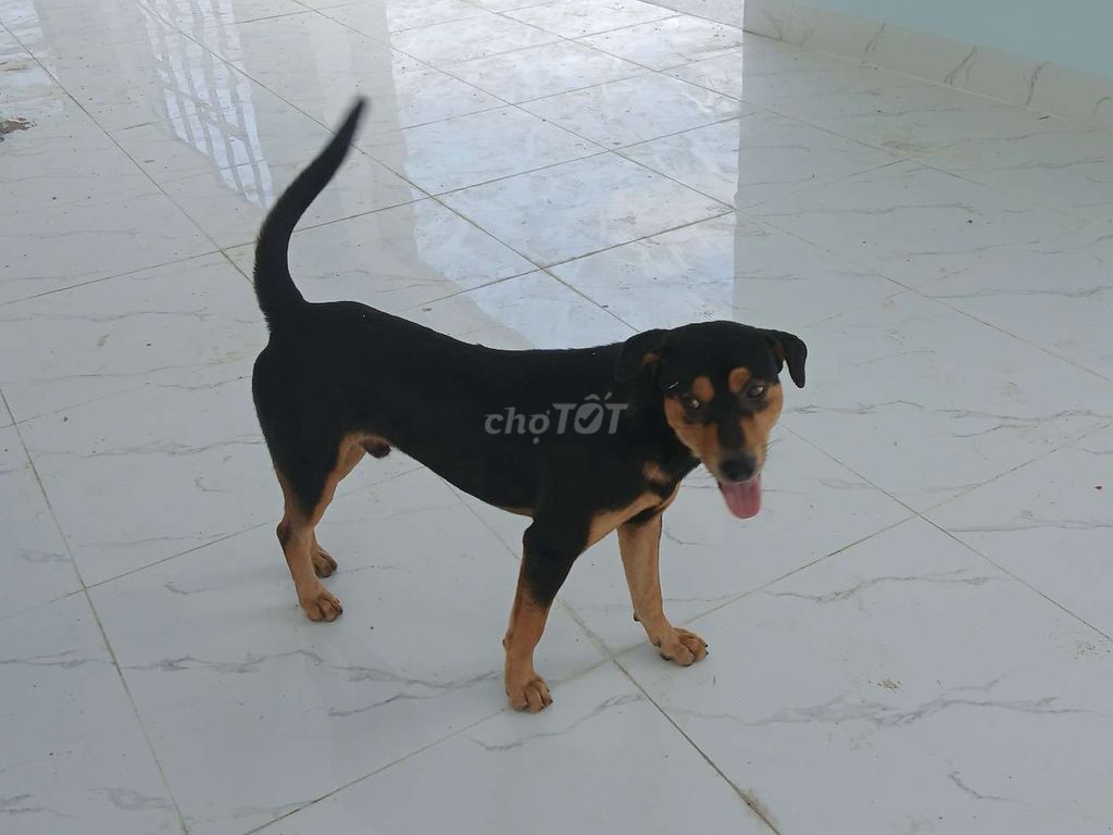 Bán chó con lai. Mua bán Chó tại Thành phố Tân An Long An được đăng bởi Hoàng Linh hình 1