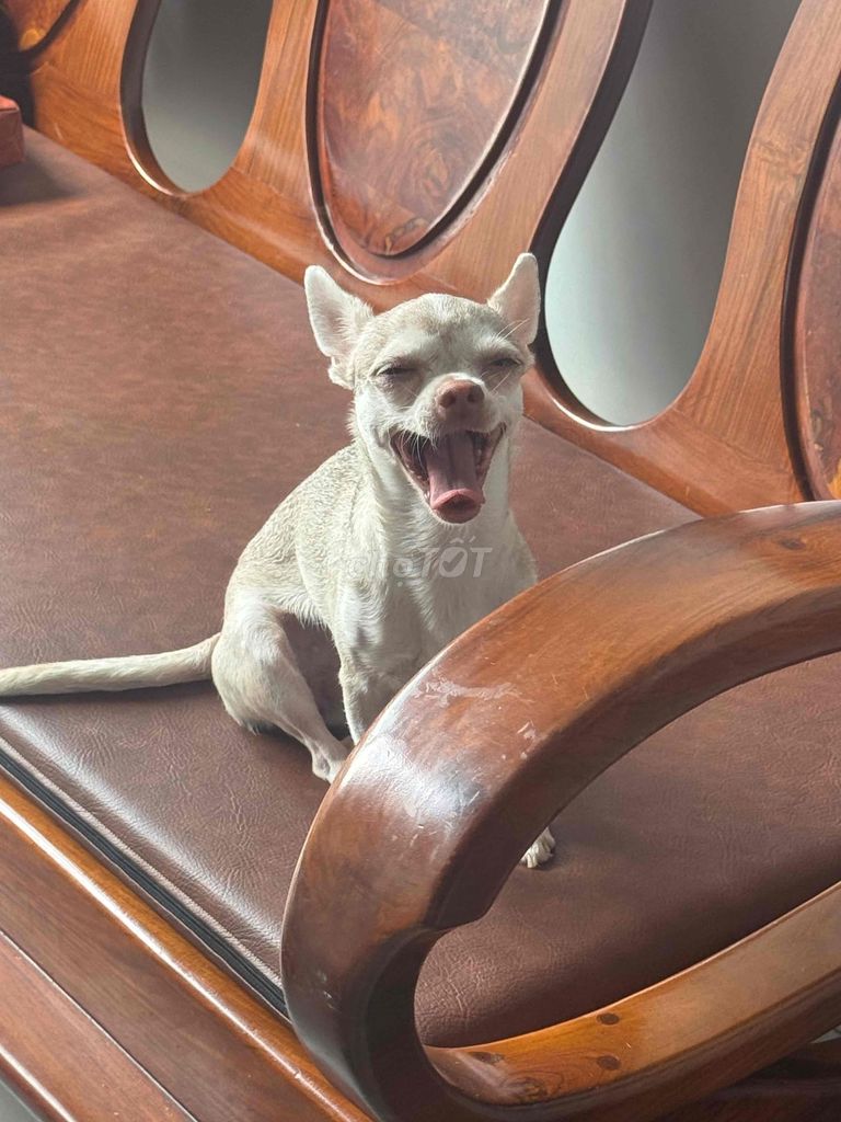Chó Chihuahua lai Husky cái 2 tuổi Trắng xám. Mua bán Chó tại Huyện Bình Chánh Tp Hồ Chí Minh được đăng bởi le trong hieu hình 1