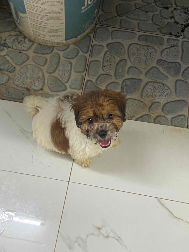 Chó poodle 3 tháng tuổi. Mua bán Chó tại Quận 10 Tp Hồ Chí Minh được đăng bởi Kim Lien hình 1