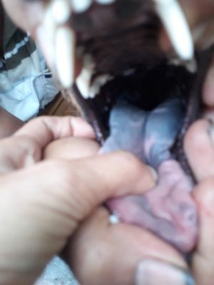 Chó Phú Quốc vệnh lửa cái 9 tháng lưỡi đen