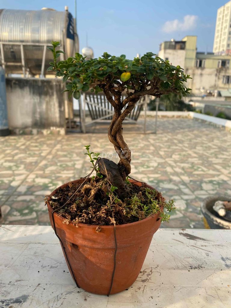 Cây cảnh Sam hương dáng đẹp. Mua bán Cây cảnh, đồ trang trí tại Quận 11 Tp Hồ Chí Minh được đăng bởi phong nguyen hình 1