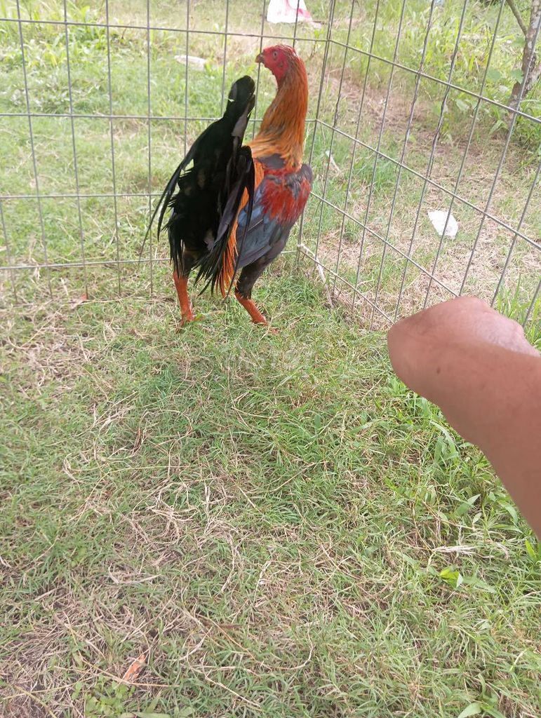 Peru mỹ tơ hiện 2ky4 trạng chất 2ky8 ăn len
