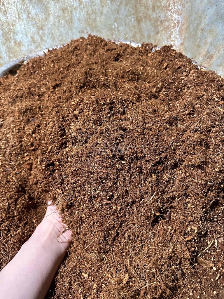 Chỉ Sơ dừa, mụn dừa Vĩnh Long. Mua bán Cây cảnh, đồ trang trí tại Huyện Long Hồ Vĩnh Long được đăng bởi Cúc hình 1