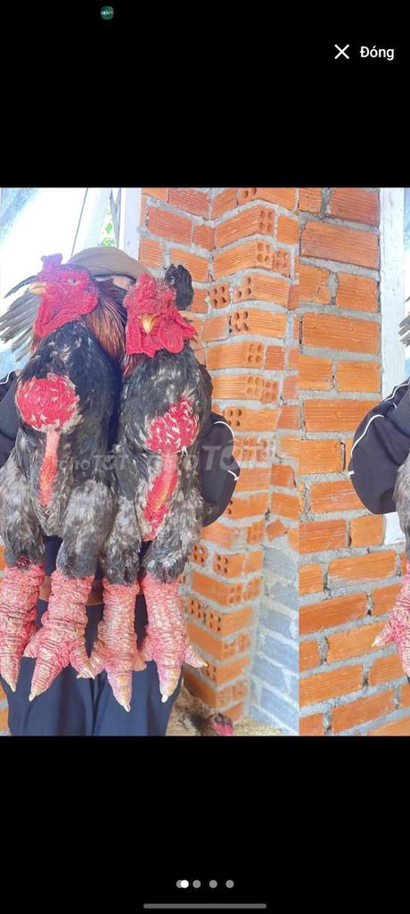 Gà Đông Tảo Tết Đen Đỏ Nâu. Mua bán Gà tại Thành phố Thuận An Bình Dương được đăng bởi Nguyen van phu hình 1