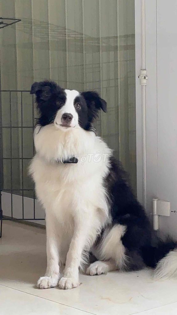Chó Border Collie đực thuần chủng 11 tháng tuổi. Mua bán Chó tại Quận Bình Thạnh Tp Hồ Chí Minh được đăng bởi Pam hình 1