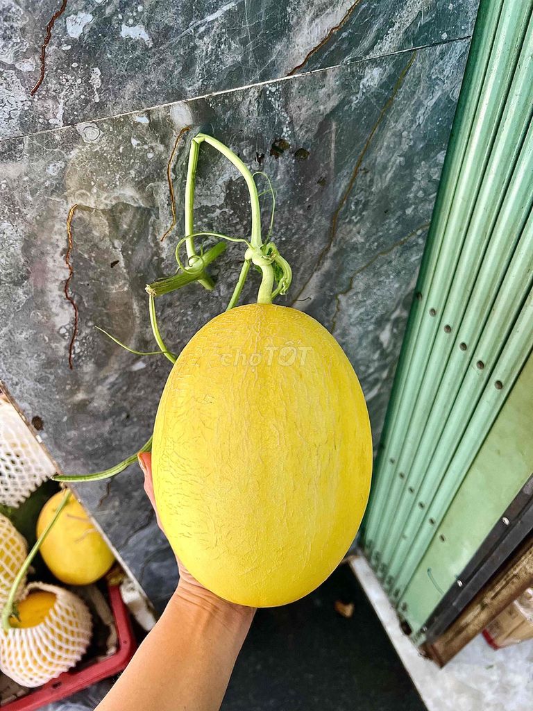 Dưa lưới Vàng nhạt siêu ngọt. Mua bán Đồ ăn, thực phẩm và các loại khác tại Quận 4 Tp Hồ Chí Minh được đăng bởi Thoa Truong hình 1