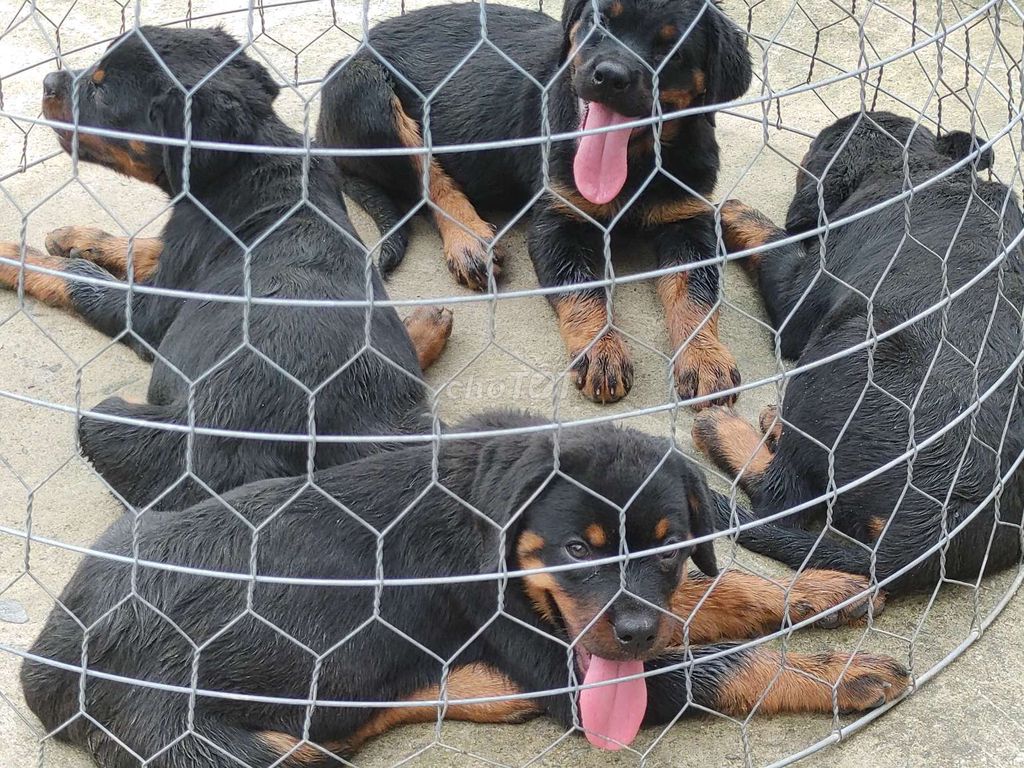 Rottweiler.BT. Mua bán Chó tại Quận Bình Tân Tp Hồ Chí Minh được đăng bởi Nhân Rottweiler  hình 1