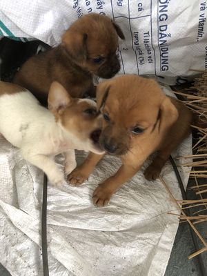 Cần tìm chủ cho 6 em chos  phốc hươu lai. Mua bán Chó tại Huyện Phú Xuyên Hà Nội được đăng bởi Hien Thao