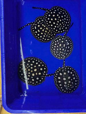 SAM BD THUẦN CHỦNG U16-18