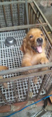 Chó Golden Retriever 2 tháng tuổi