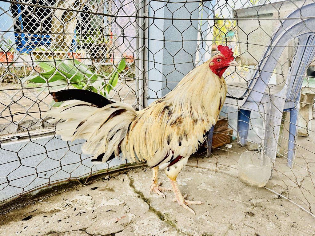 Gà trống 3.1kg. Mua bán Gà tại Huyện Châu Phú An Giang được đăng bởi Trọng Phú hình 1