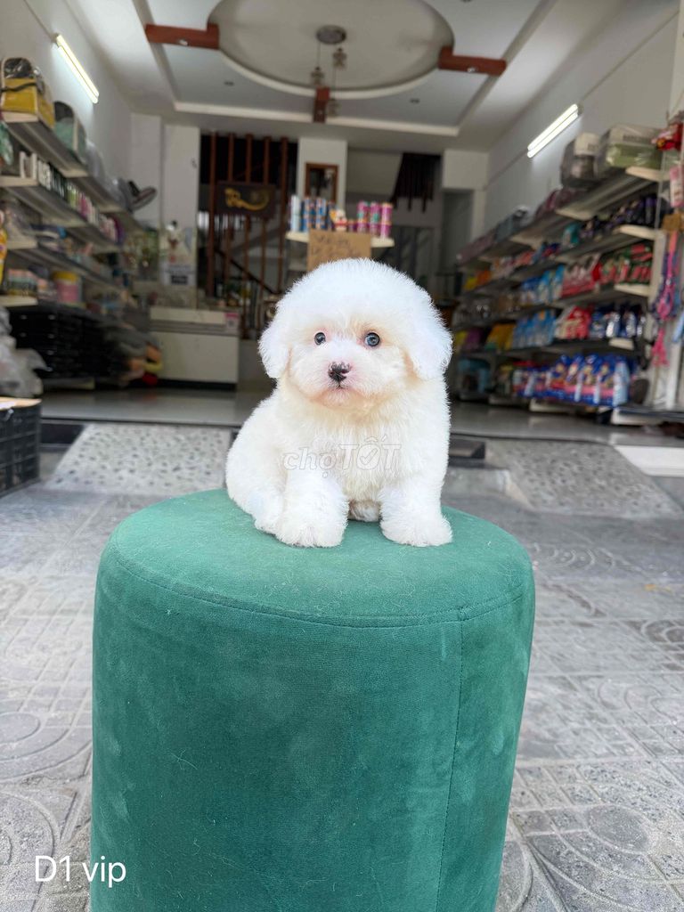 Chó Poodle trắng đã tiêm vắc xin. Mua bán Chó tại Quận Liên Chiểu Đà Nẵng được đăng bởi DC PETHOUSE hình 1