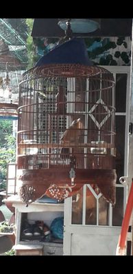 my 3m ktl hót xuat ngày. Mua bán Chim tại Quận 12 Tp Hồ Chí Minh được đăng bởi chào mào khủng cưc to