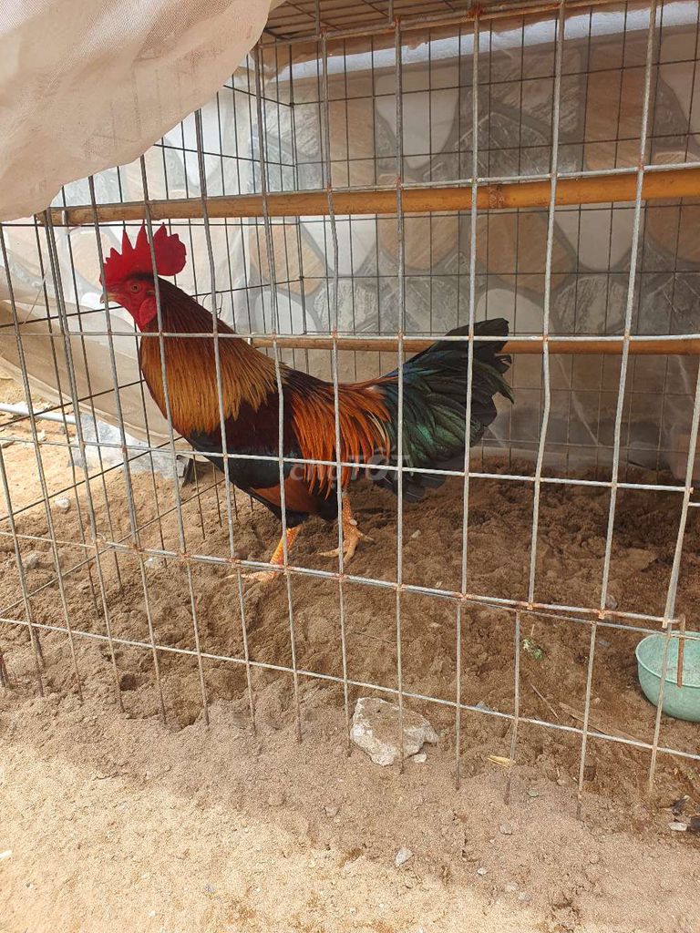 2kg2 tay tròn quoay. Mua bán Gà tại Huyện Lai Vung Đồng Tháp được đăng bởi gà con  hình 1