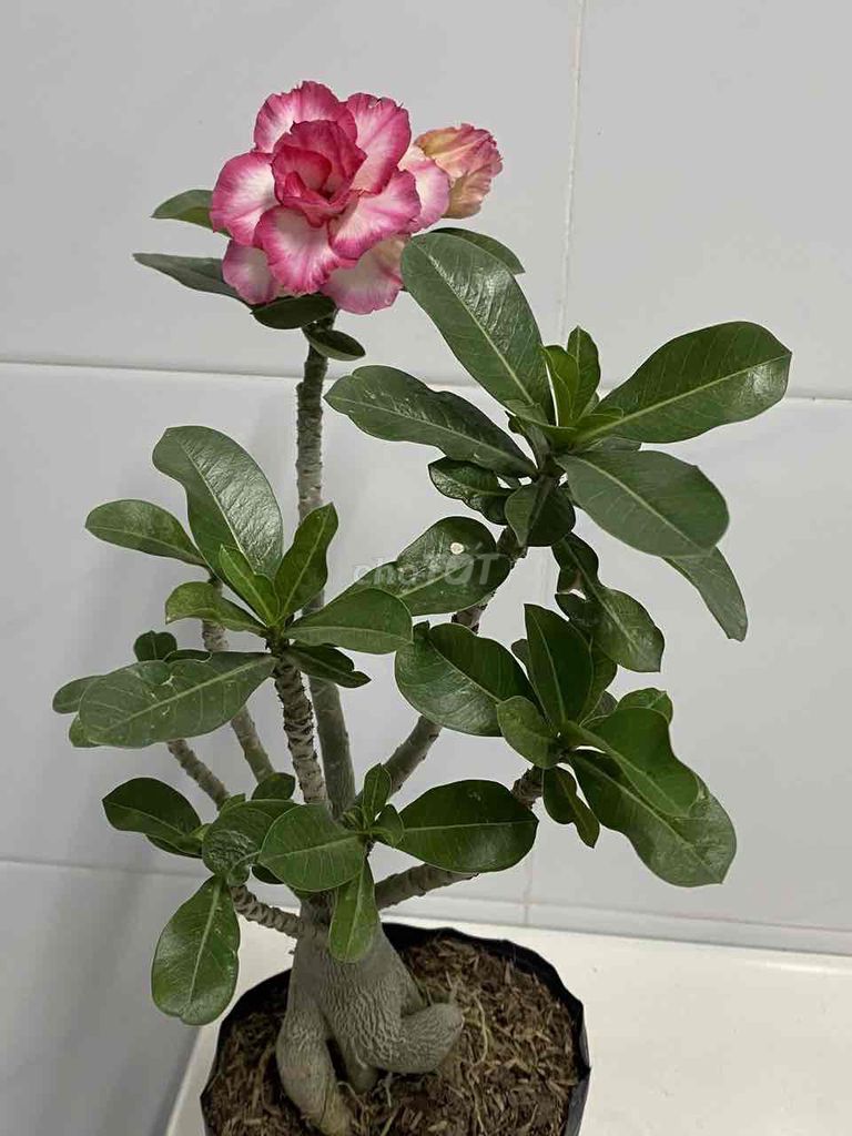 sứ hạt. Mua bán Cây cảnh, đồ trang trí tại Quận 7 Tp Hồ Chí Minh được đăng bởi Nga Trần hình 1