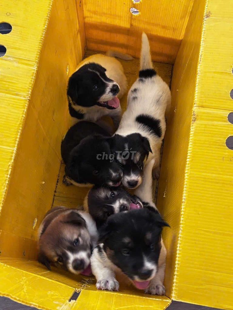 Chó nhật lai chó gấu bắc hà. Mua bán Chó tại Thành phố Thủ Đức Tp Hồ Chí Minh được đăng bởi Đậu ngọc ngân  hình 5