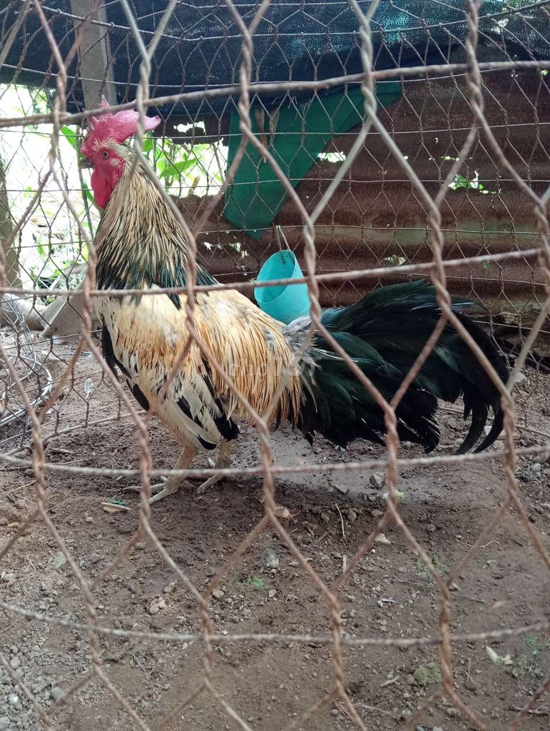 Gà chọi chân xanh 2.8kg Đực. Mua bán Gà tại Huyện Chợ Lách Bến Tre được đăng bởi Lâm0 hình 1