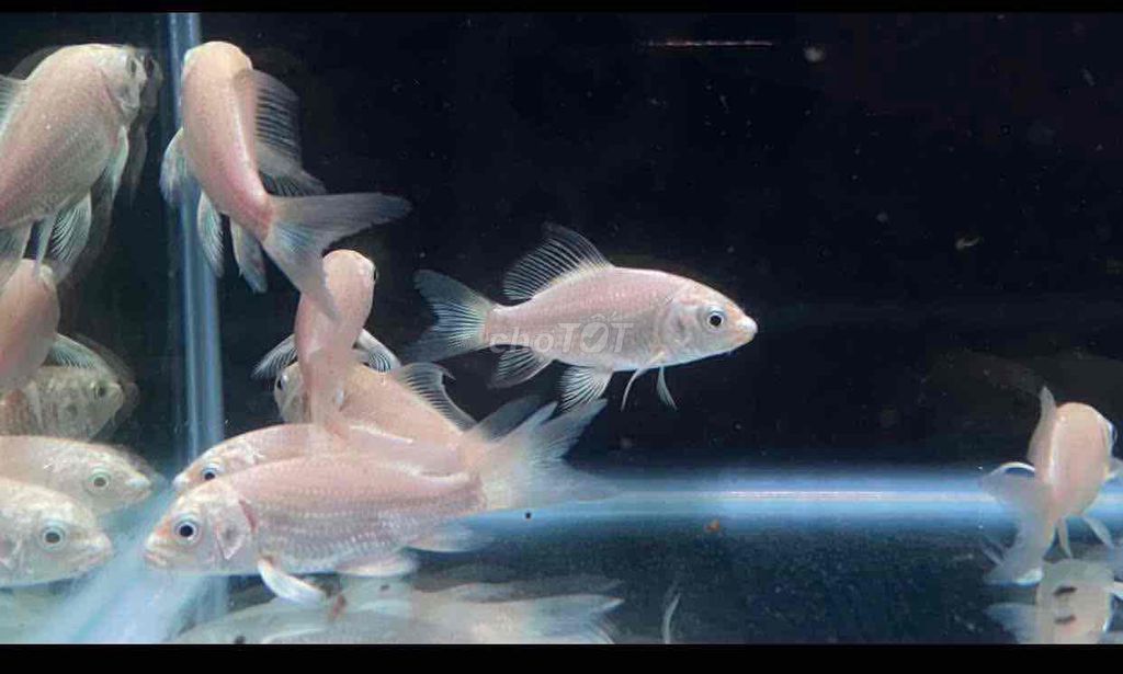 Cá cảnh Cá chép phi tần Trắng. Mua bán Thú cưng khác tại Thành phố Pleiku Gia Lai được đăng bởi ĐẠT CHÉP CẢNH hình 1