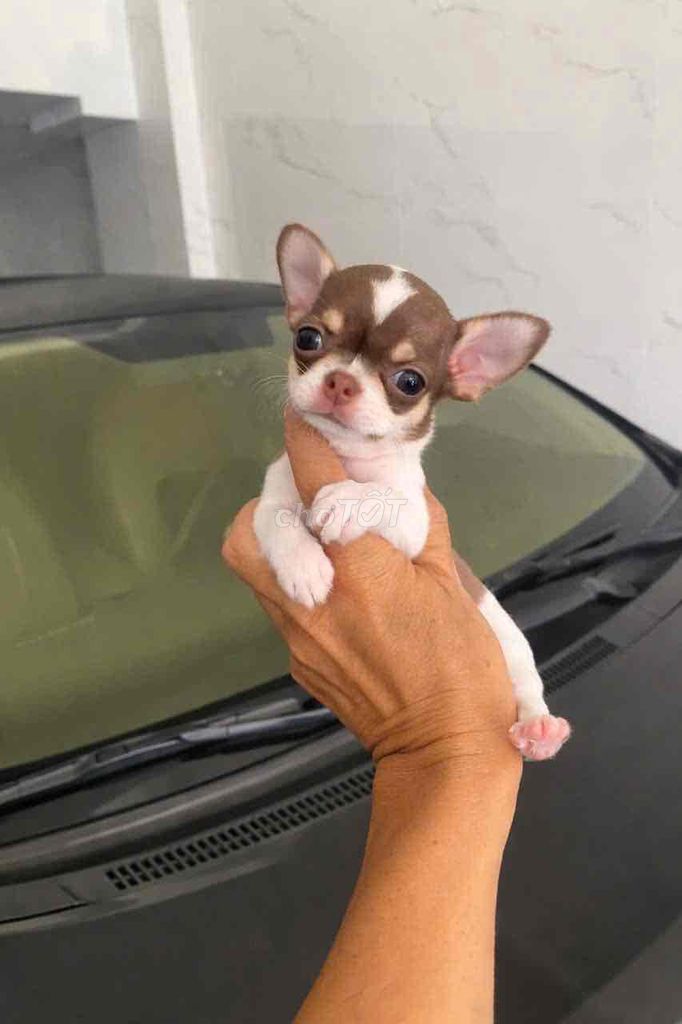 Chihuahua thuần chuẩn Đà Nắng, siêu vip bò socola. Mua bán Chó tại Quận Thanh Khê Đà Nẵng được đăng bởi Thy Thy hình 1