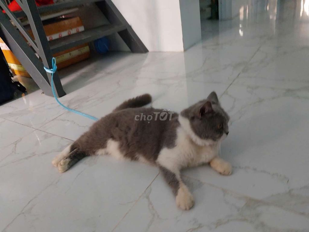 Bé mèo bicolor. Mua bán Mèo tại Huyện Thống Nhất Đồng Nai được đăng bởi Hai hình 1