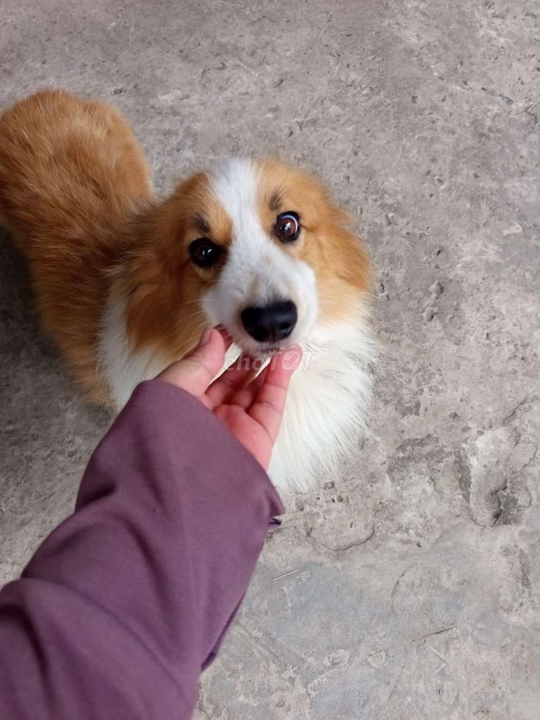 Chó Corgi  trắng vàng trưởng thành đã tiêm. Mua bán Chó tại Thành phố Bến Tre Bến Tre được đăng bởi Ánh Ngọc hình 1